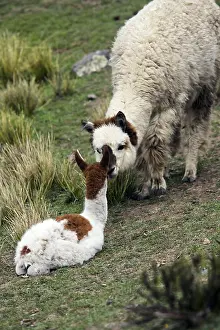Cleanse: Female Alpaca licking the nose of its small Caylloma Peru