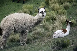 Distributions: Female Alpaca and its young Chivay Region Caylloma Peru