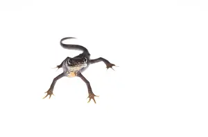 Alpestris: Female of alpine newt (Ichthyosaura alpestris