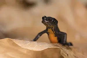 Alpestris: Female of alpine newt (Ichthyosaura alpestris