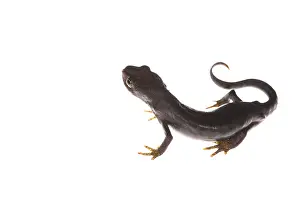 Alpestris: Female of alpine newt (Ichthyosaura alpestris