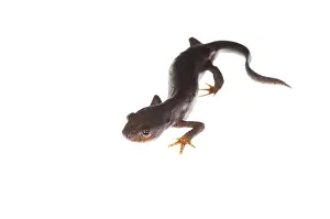 Isolated: Female of alpine newt (Ichthyosaura alpestris ssp)