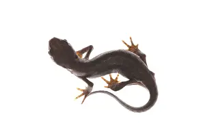Isolated: Female of alpine newt (Ichthyosaura alpestris ssp)