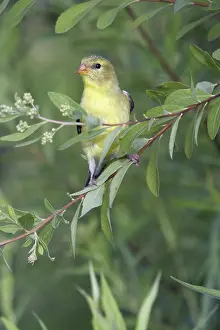 Tristis: Female American Goldfinch