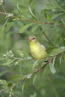 Tristis: Female American Goldfinch