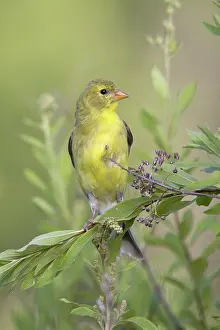 Tristis: Female American Goldfinch