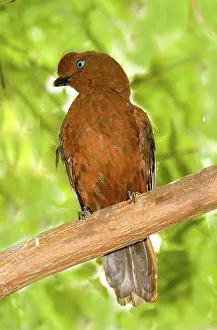Cotingidae: Female Andean Cock-of-the-rock