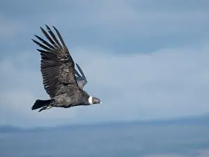 Patagonia: Female Andean condor in Patagonia. Chile, Magallanes