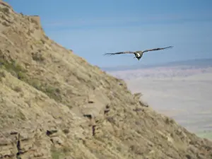 Patagonia: Female Andean condor in Patagonia. Chile, Magallanes