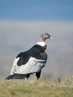 Patagonia: Female Andean condor in Patagonia. Chile, Magallanes