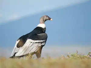 Patagonia: Female Andean condor in Patagonia. Chile, Magallanes