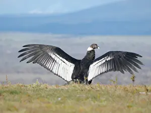 Patagonia: Female Andean condor in Patagonia. Chile, Magallanes