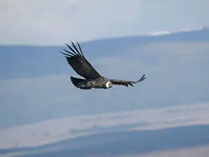 Patagonia: Female Andean condor in Patagonia. Chile, Magallanes