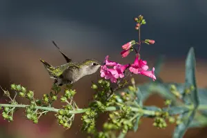 Annas: Female Anna's Hummingbird (Calypte anna) feeding
