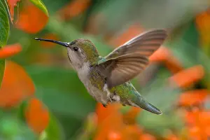 Annas: Female Anna's Hummingbird (Calypte anna) feeding