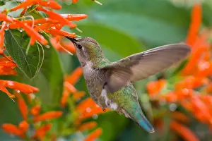 Calypte: Female Anna's Hummingbird (Calypte anna) feeding