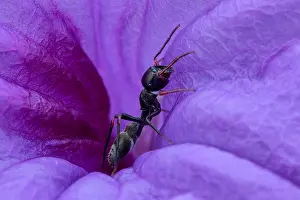 Cornuta: A female ant-mimicking jumping spider (Myrmarachne