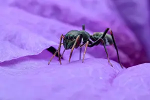 Cornuta: A female ant-mimicking jumping spider (Myrmarachne