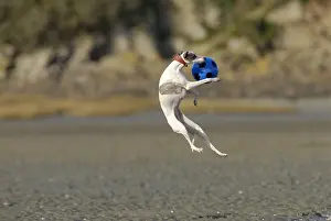 Greyhound: Female Arabian Greyhound playing with a ball on the coast