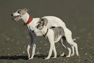 Greyhound: Female Arabian Greyhound and young on the coast