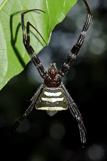Argiope: Female Argiope Spider - on web on leaf - Klungkung