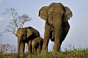 Viewed: Female Asian elephant (Elephas maximus) with her
