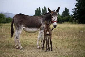 Jenny: Female Ass and its Ass's Foal in a meadow