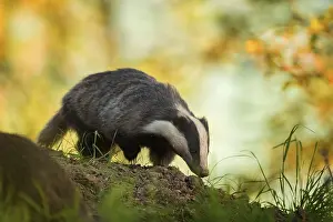Emerges: A female Badger emerges from her sett in the Peak