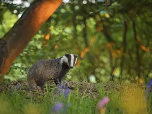 Emerges: A female Badger emerges from her sett in the Peak