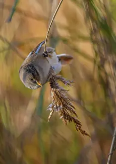 Reeds: Female Bearded Reedling, Panurus biarmicus, feed
