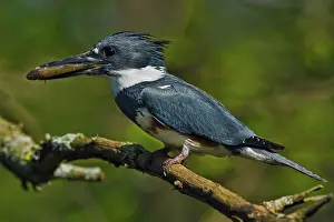 Ceryle: Female Belted Kingfisher