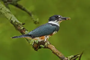 Ceryle: Female Belted Kingfisher