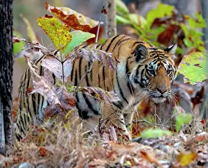 Madhya: Female bengal tiger (Panthera tigris tigris) in