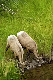 Jasper: Female big horn sheep in Jasper National