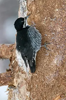 Arcticus: Female Black-backed Woodpecker