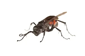 Spiders: Female of Black-banded spider wasp (Anoplius viaticus) on the white background