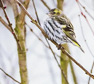 Headed: Female black-headed goldfinch sitting on a twig
