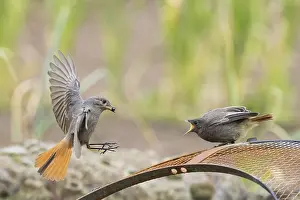 Feeder: Female black redstart (Phoenicurus ochruros) approaching to feed a young bird on a wire mesh