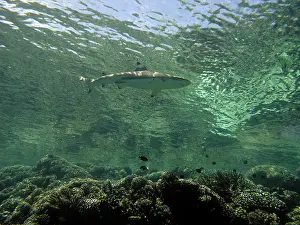 Blacktip: Female Black-tip / Blacktip Reef Shark - swimming