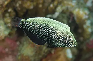 Macropharyngodon: Female Black Wrasse Air Perang dive site, Lembeh
