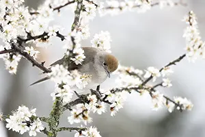 Atricapilla: Female Blackcap (Sylvia atricapilla) feeds on flowers