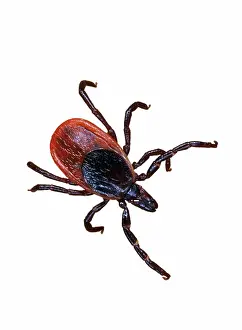 Zoological: Female blacklegged tick