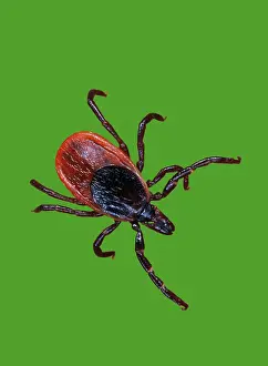 Zoological: Female blacklegged tick