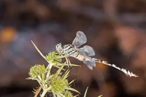 Isolated: Female of bladetail (Lindenia tetraphylla) perched on unknown plant