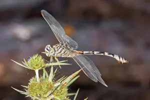 Croatia: Female of bladetail (Lindenia tetraphylla) resting