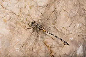 Croatia: Female of bladetail (Lindenia tetraphylla) resting