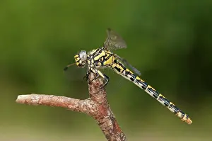 Dragonflies: Female of blue-eyed hook-tailed dragonfly (Onychogomphus uncatus) resting on branch