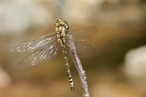 Dragonflies: Female of Blue Hawker/ Migrant Hawker (Aeshna cyanea) resting on branch after the meal