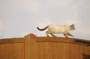 Railing: Female blue tabby point Siamese cat on a garden gate