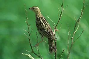 Oryzivorous: Female Bobolink